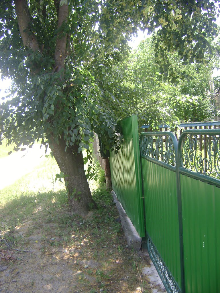 Липа біля двору