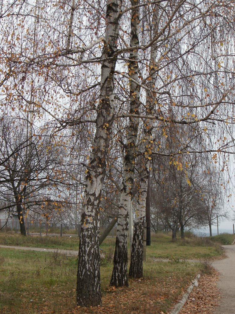 November in Shishaki