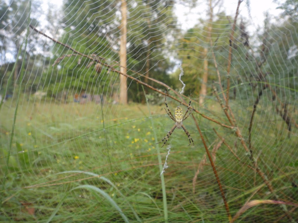Долина реки Псел