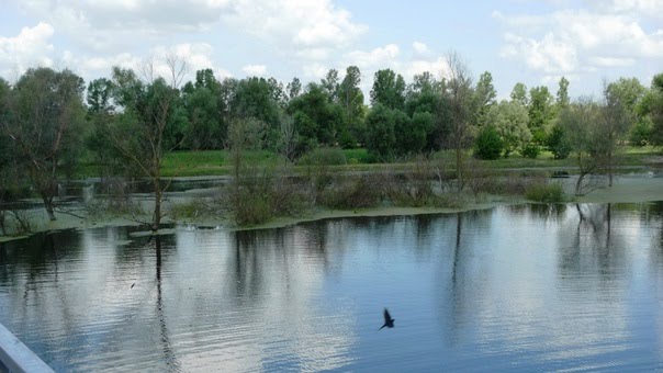 Шишаки Псёл, 2011