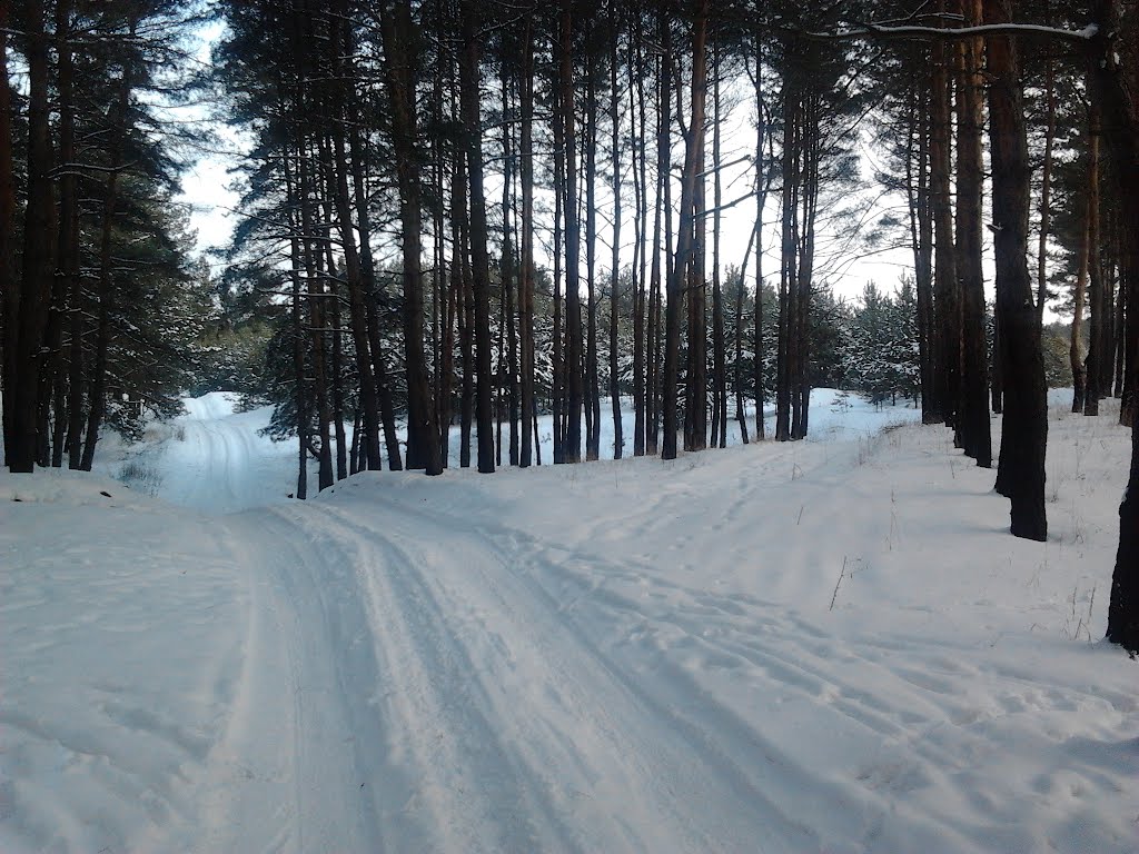 в лесу