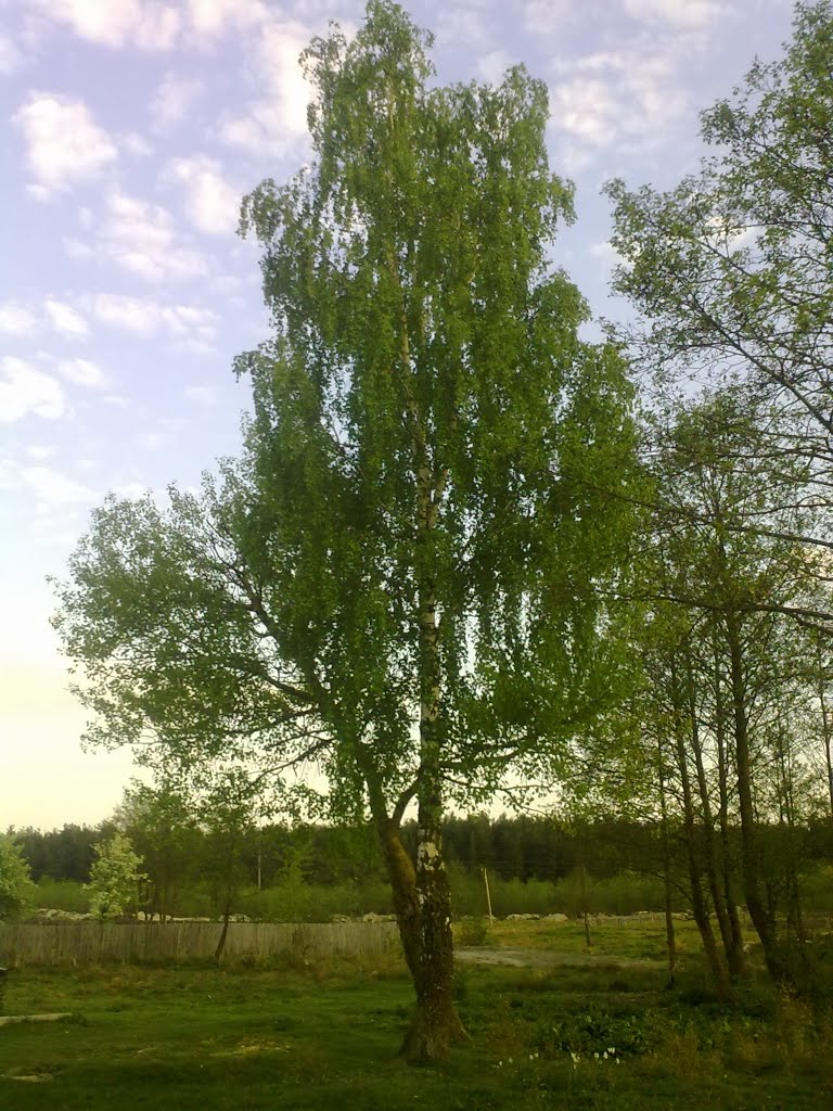 Самотня береза