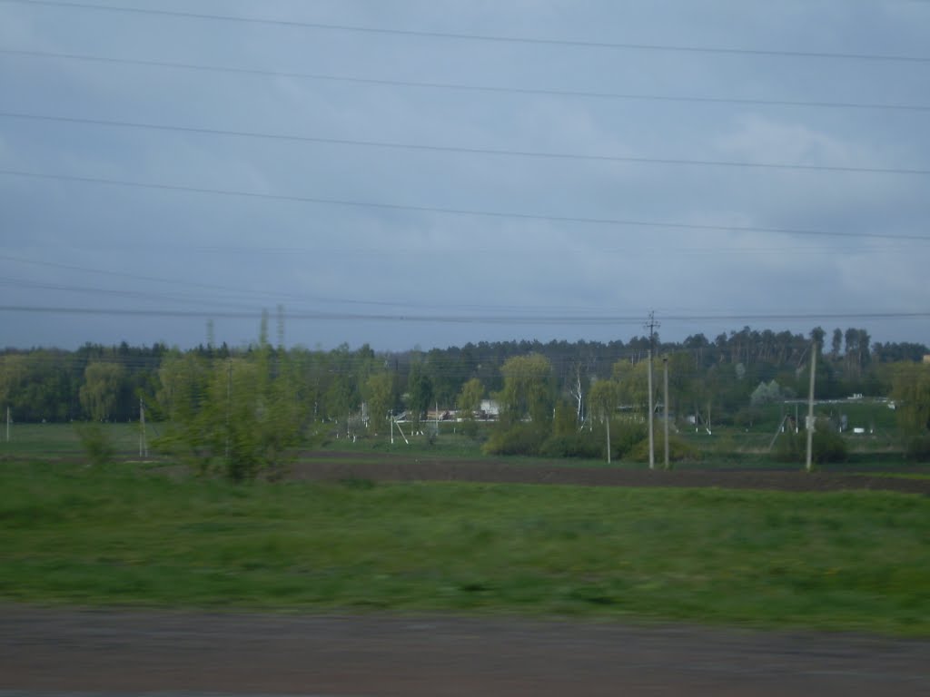 Сосновий ліс