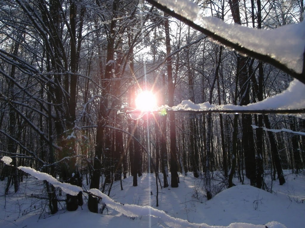 Сонце на гілці