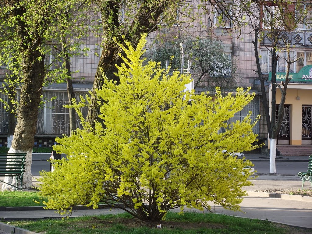 Форзиція в цвіту, Forsythia