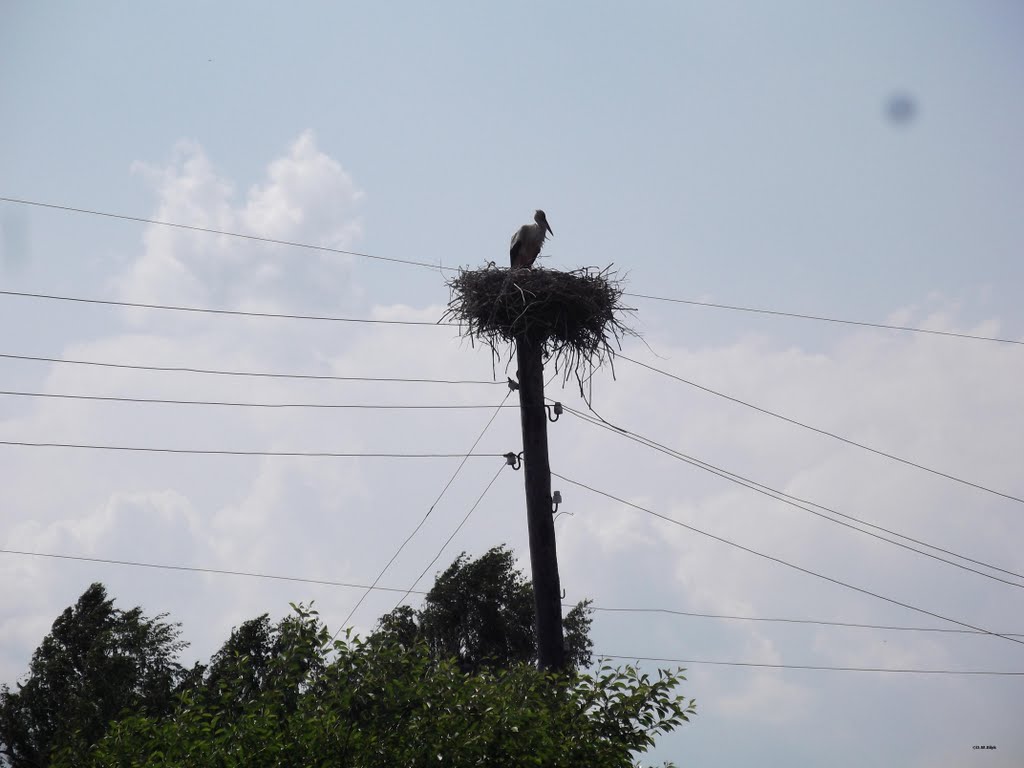 Stork nest