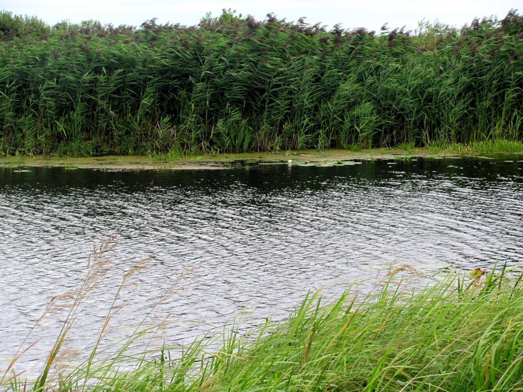 Старое русло р. Стырь-Выр или Водоворот.
