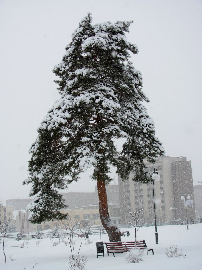 В снежной шубке.г. Кузнецовск.