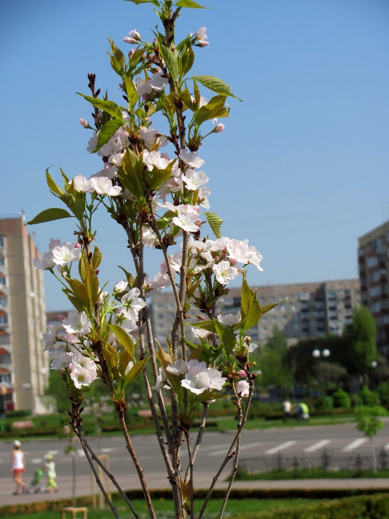 В Кузнецовске цветет сакура.
