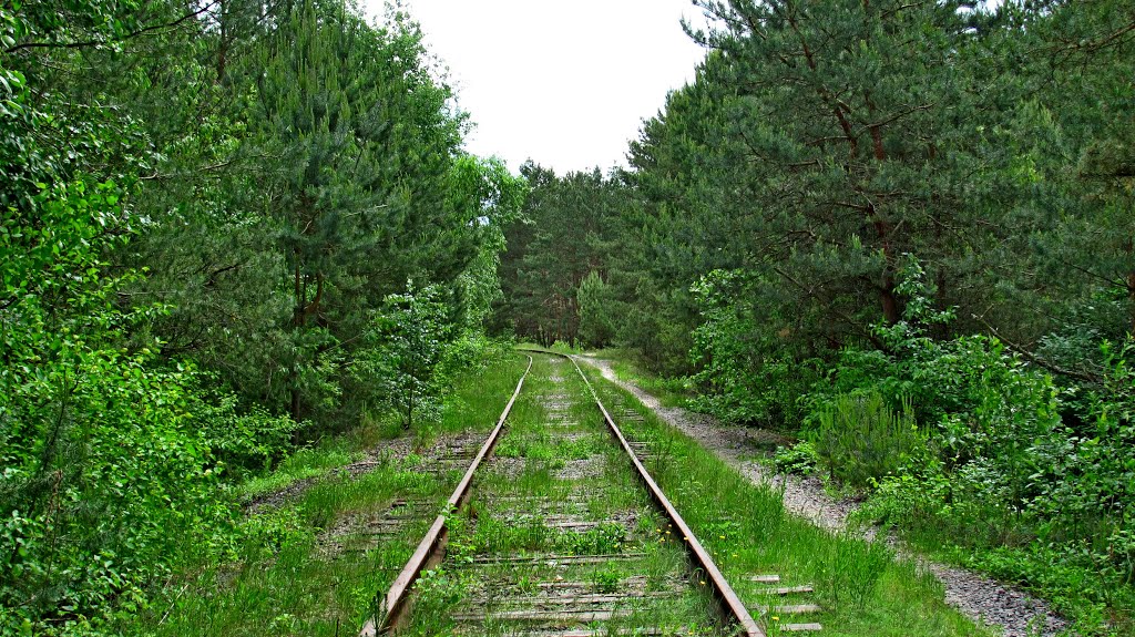 Дорога в лесу.