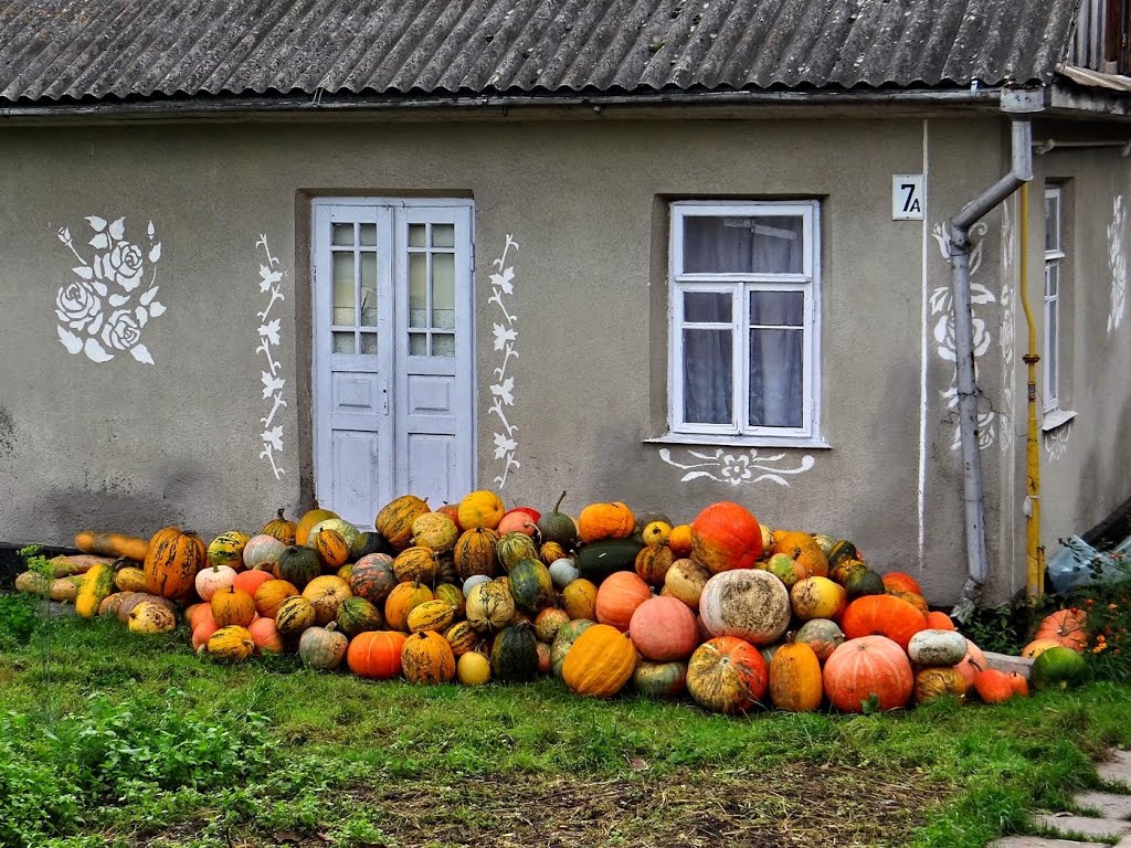 Фото Острог — гарний врожай, good harvest, хороший урожай
