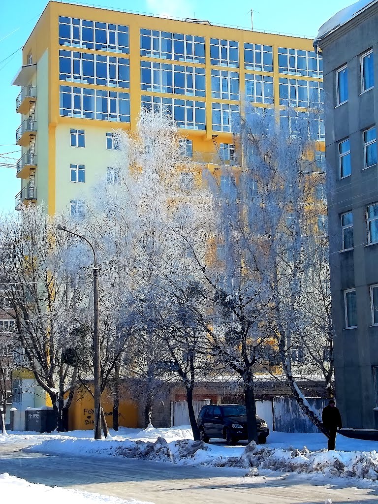birch in frost