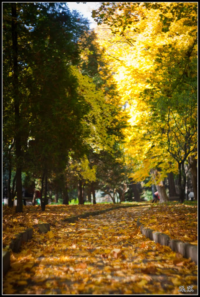Autumn walking...