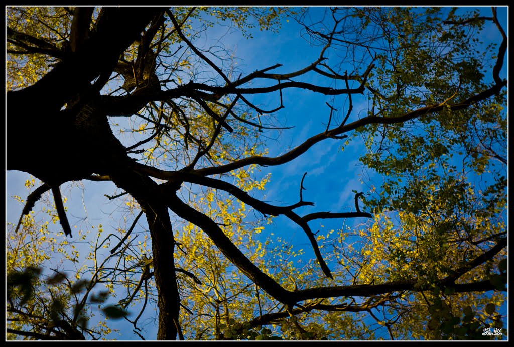 Sky in the branches...