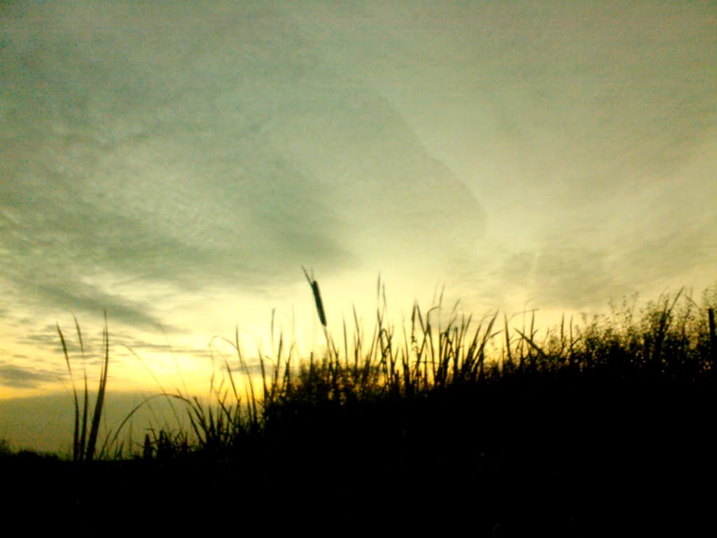 Золотистий захід