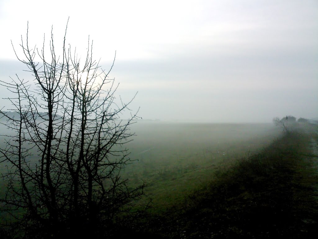 Туман на світанку