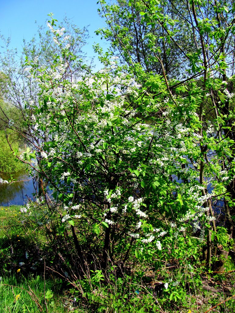 Черемуха на берегу р. Случь.Сарны.