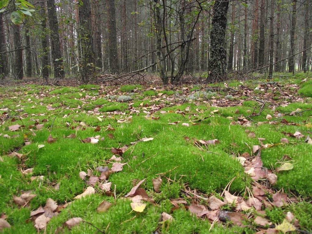 Осінній ліс, Autumn forest