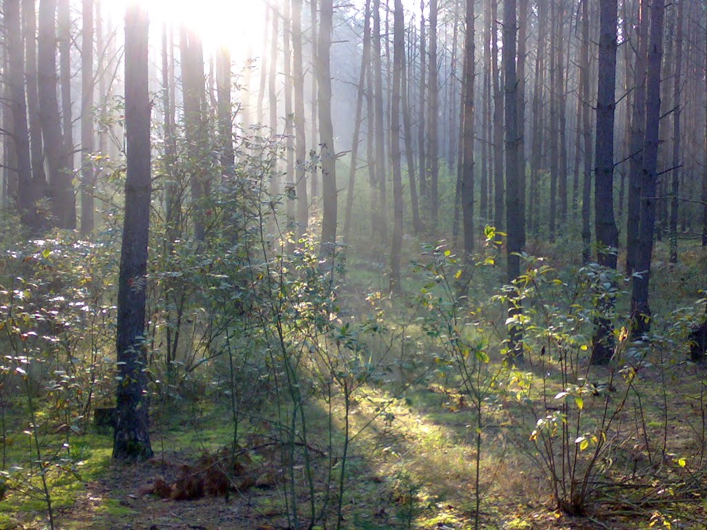 Ранковий ліс