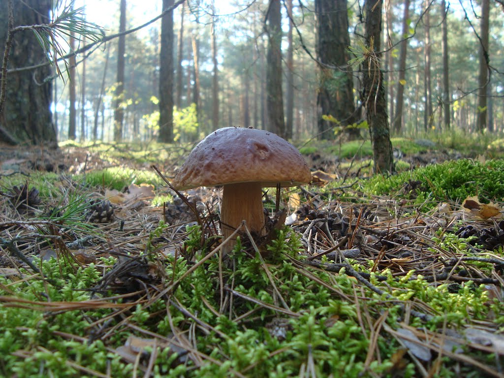 Білий гриб, сезон 2012р.