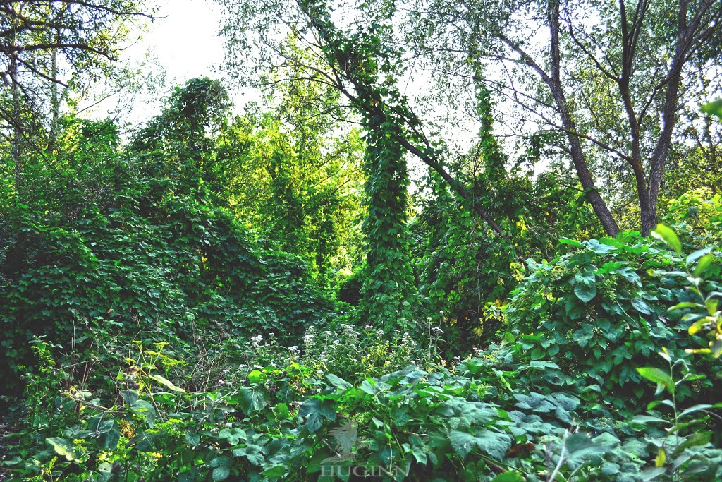 greenbushes