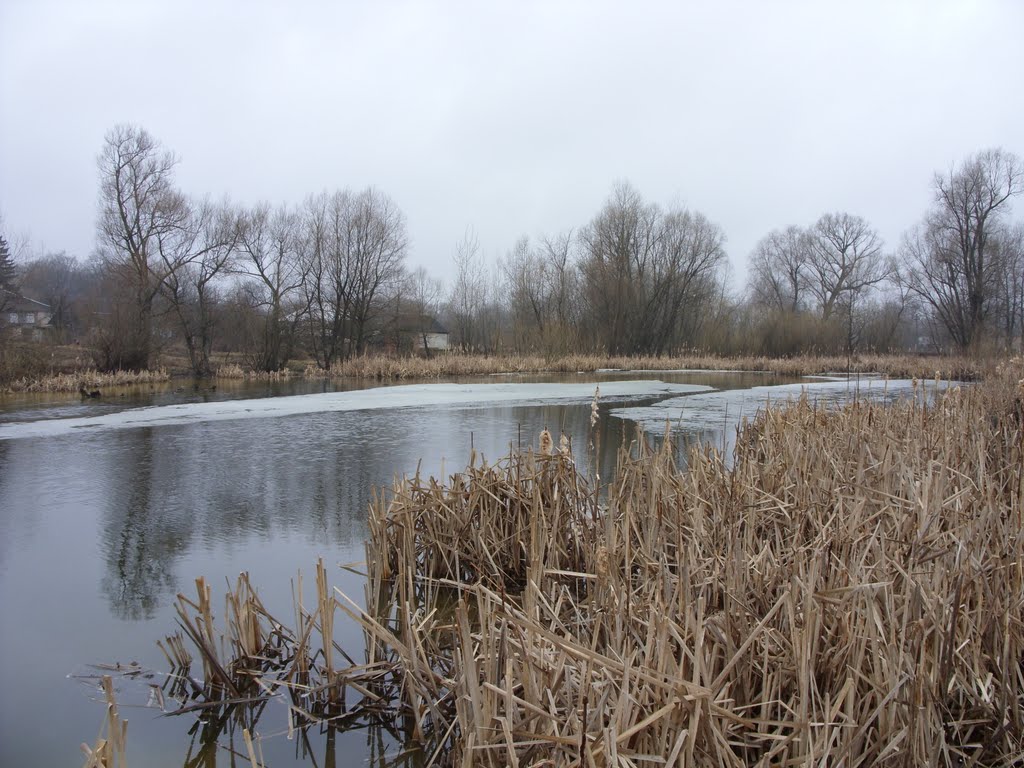 Swamp