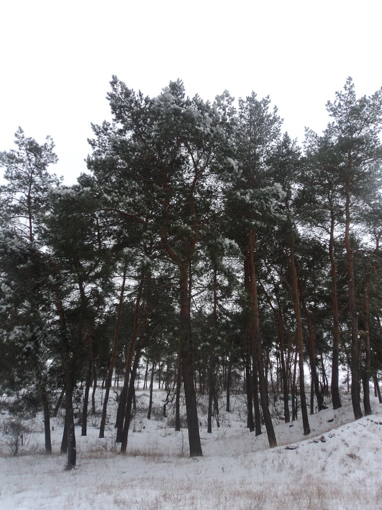 Ліс взимку