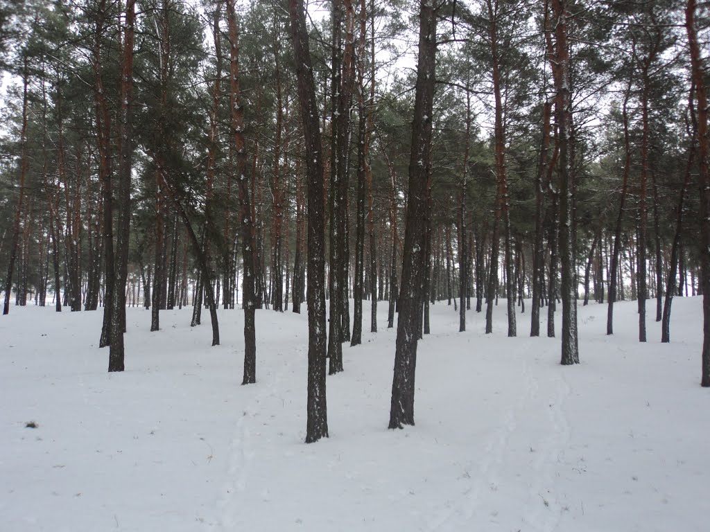 Ліс взимку