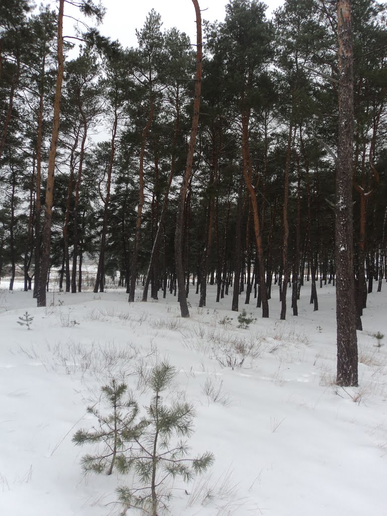 Ліс взимку