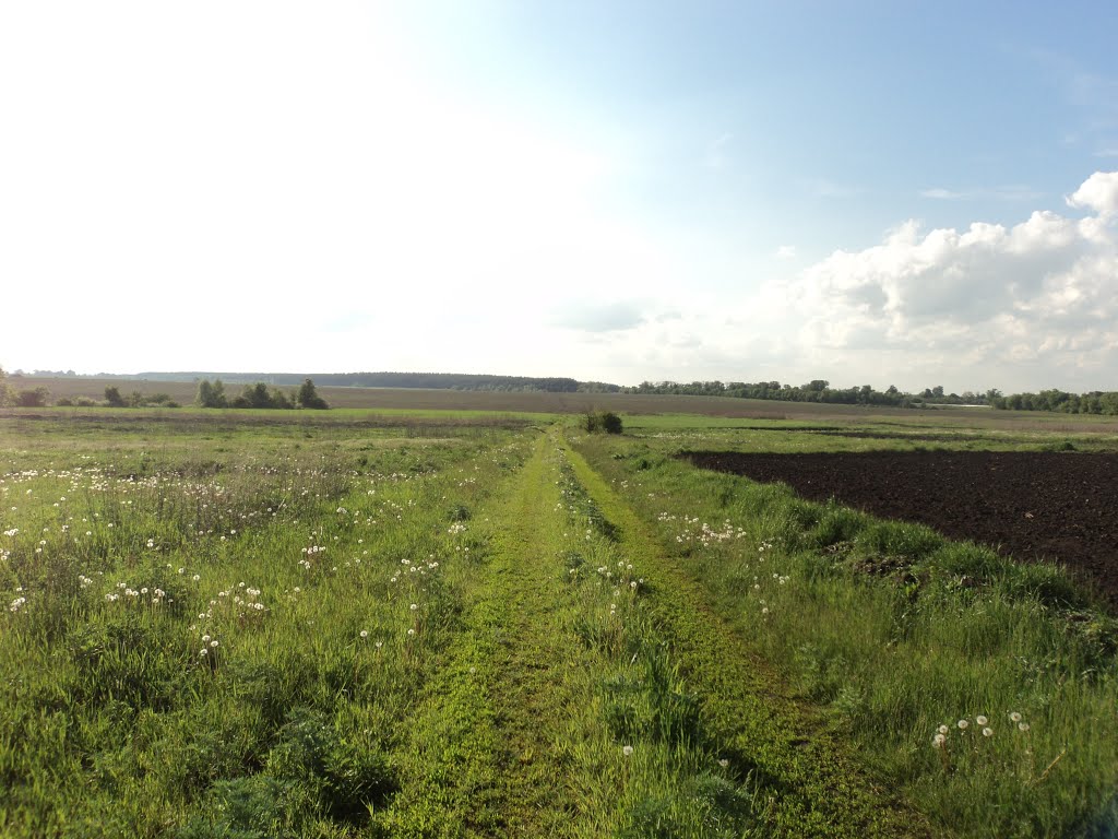 Польовова дорога