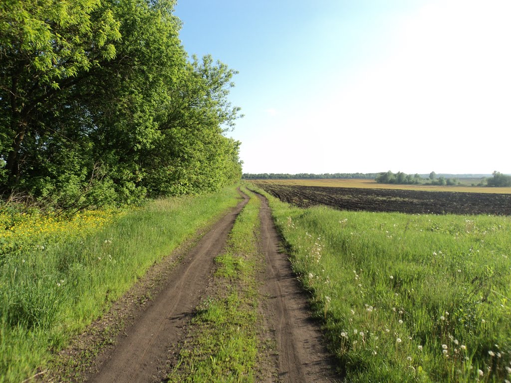 Польовова дорога
