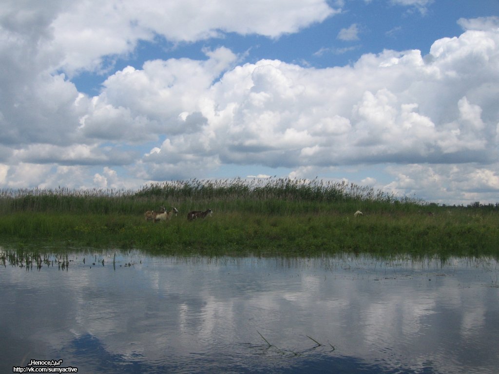 Козы