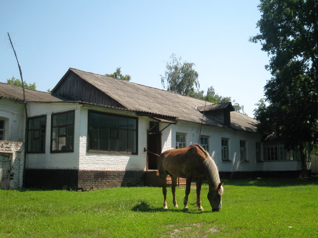 Коник на території