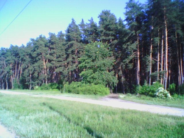 лес