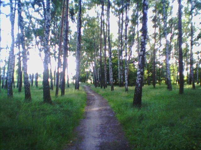 Берёзовая роща