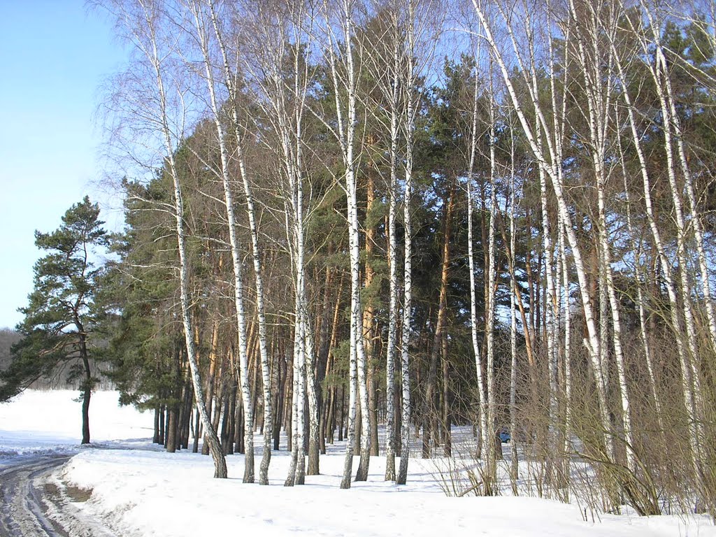 Вид сквозь берёзовую рощу