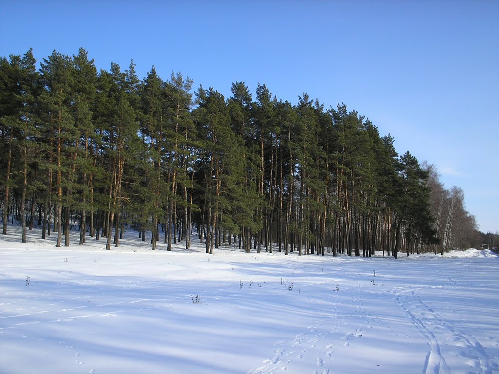 Лес