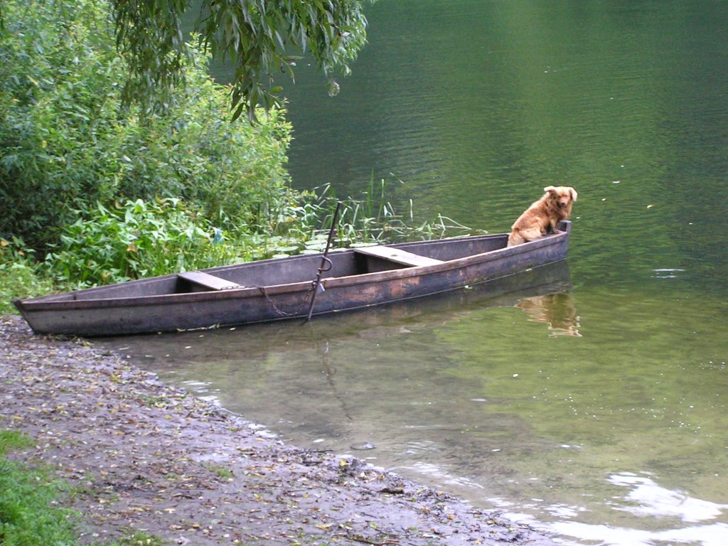 Boat and dog on beach