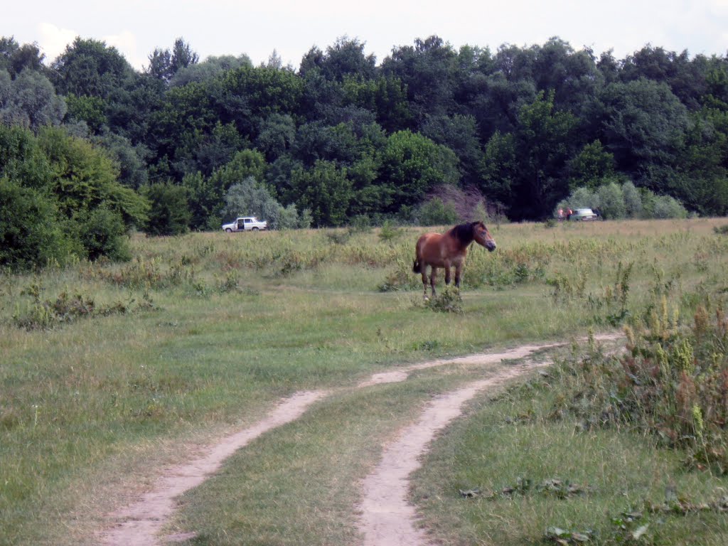 кінь ♦ a horse