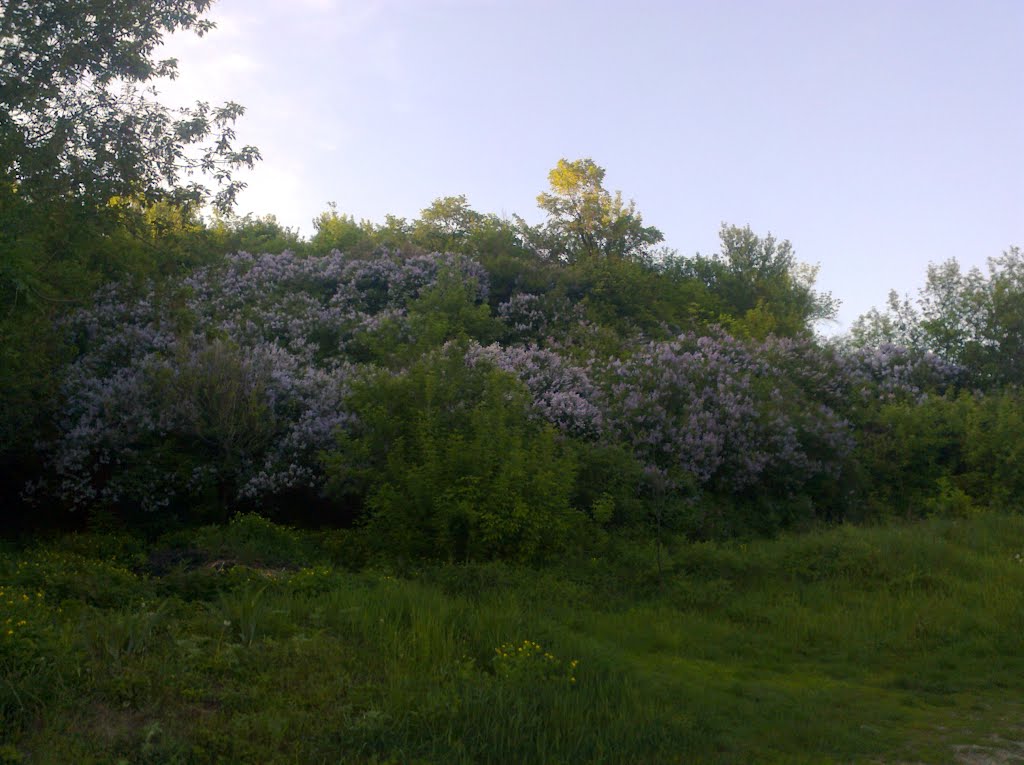 Lilac / сирень
