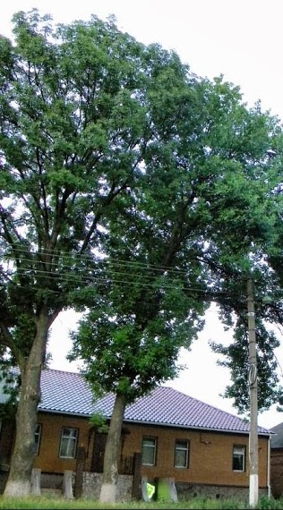 elektroservis