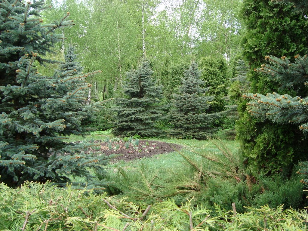 Возле лесничества