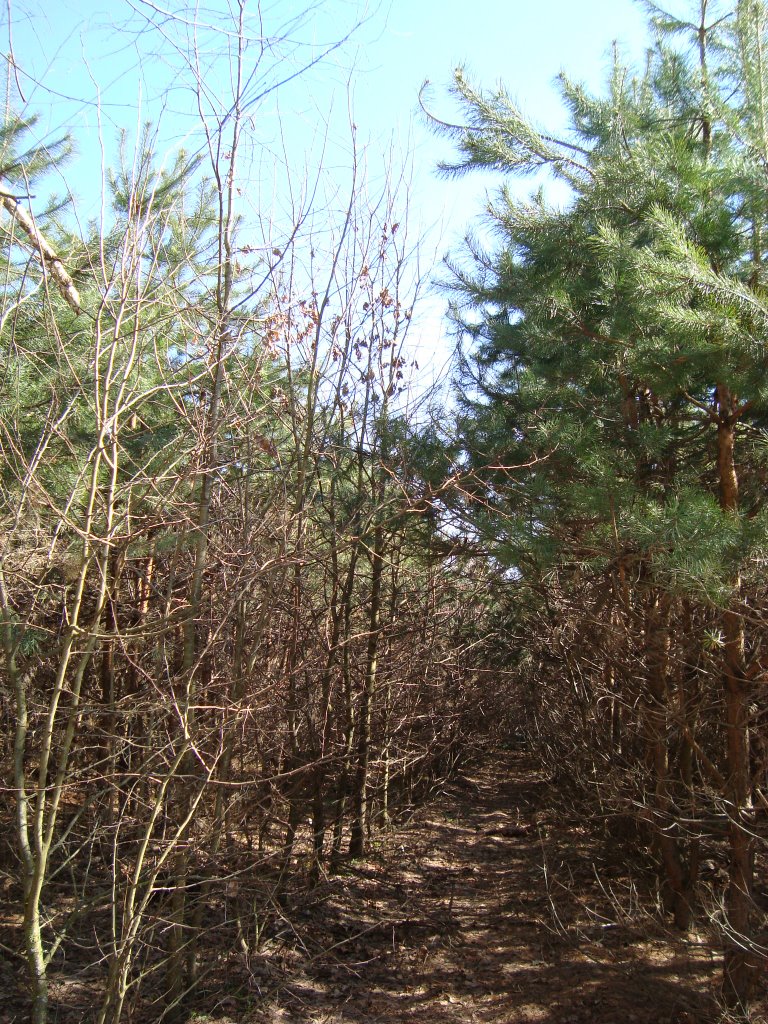Кв 5