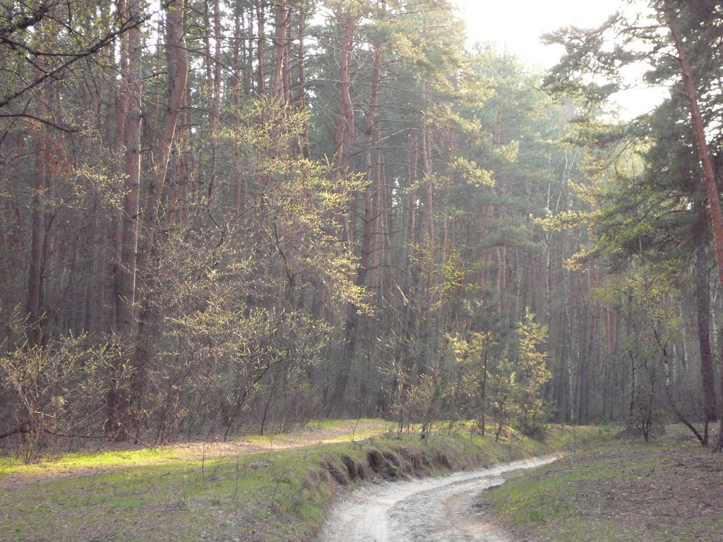 woods road