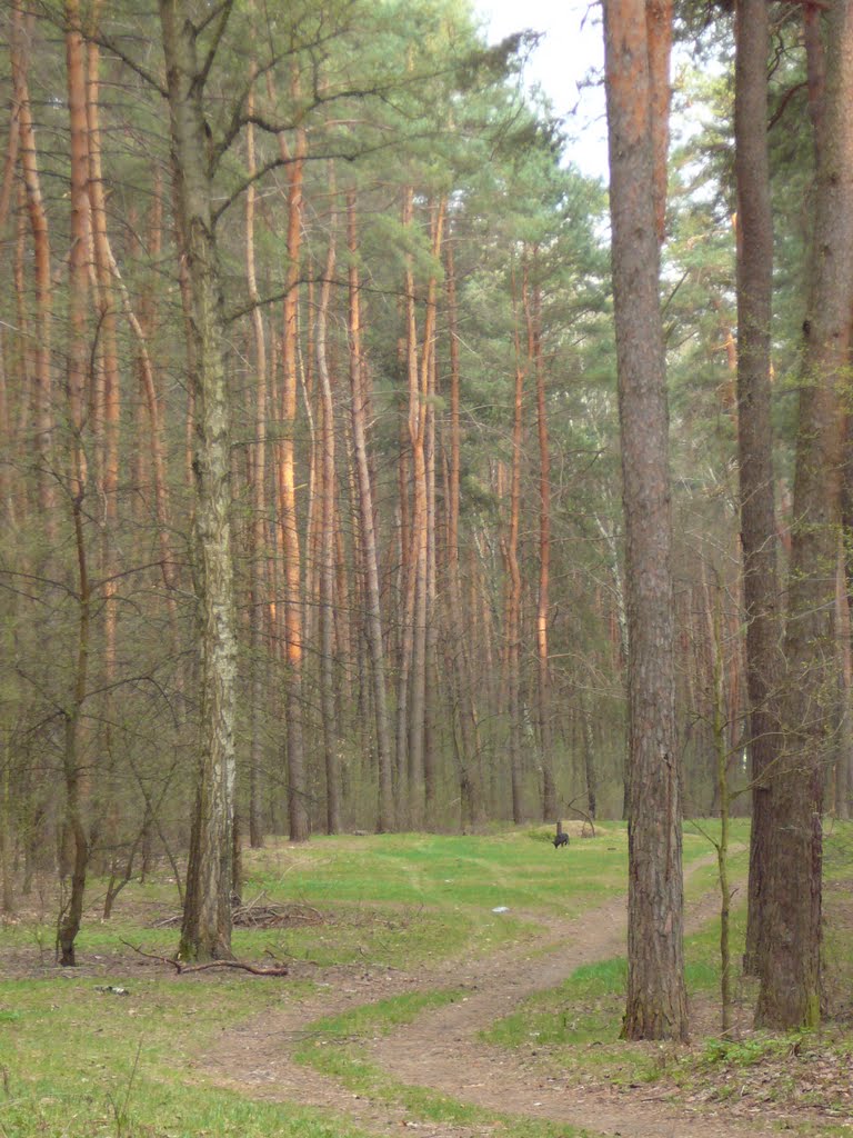 forestland, pine