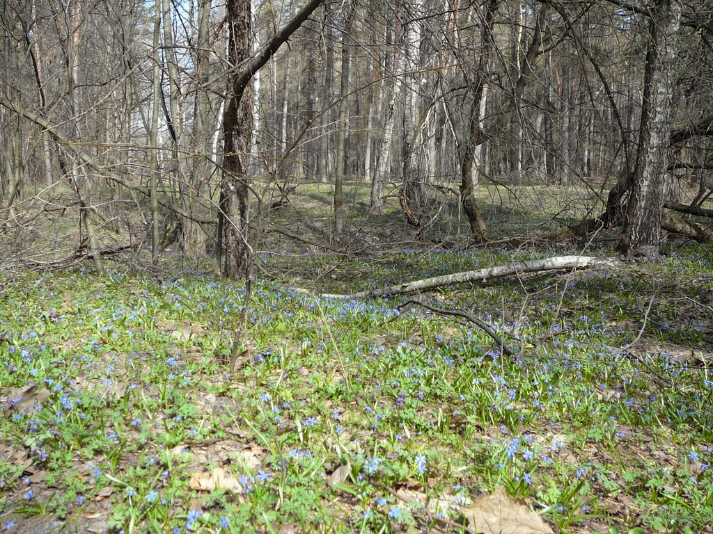 ephemeroids