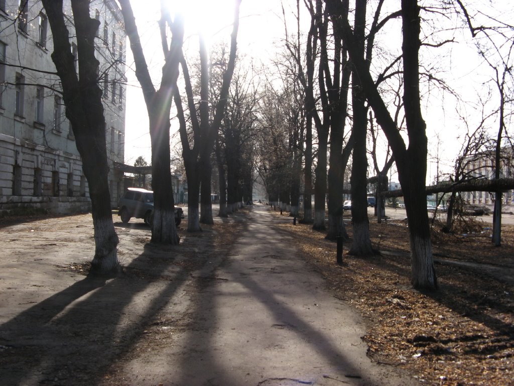 Аллея на ул.Ленина