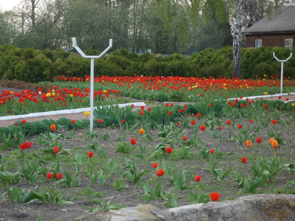 станция юннатов