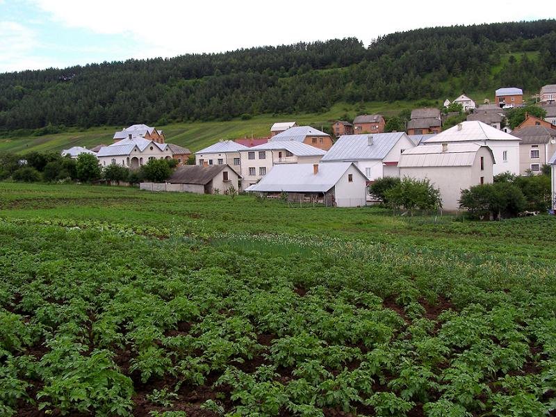 Potatoe fields