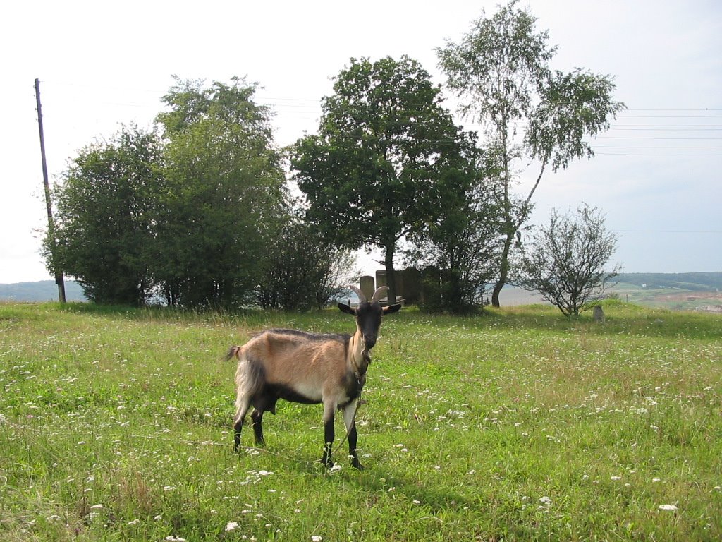 Goat at the Jewish cemetery